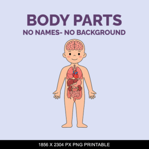 Colorful human body parts png printable digital file download png no background. No names or titles.