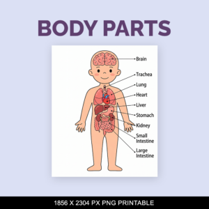 Colorful human body parts with names png printable digital file download png white background.